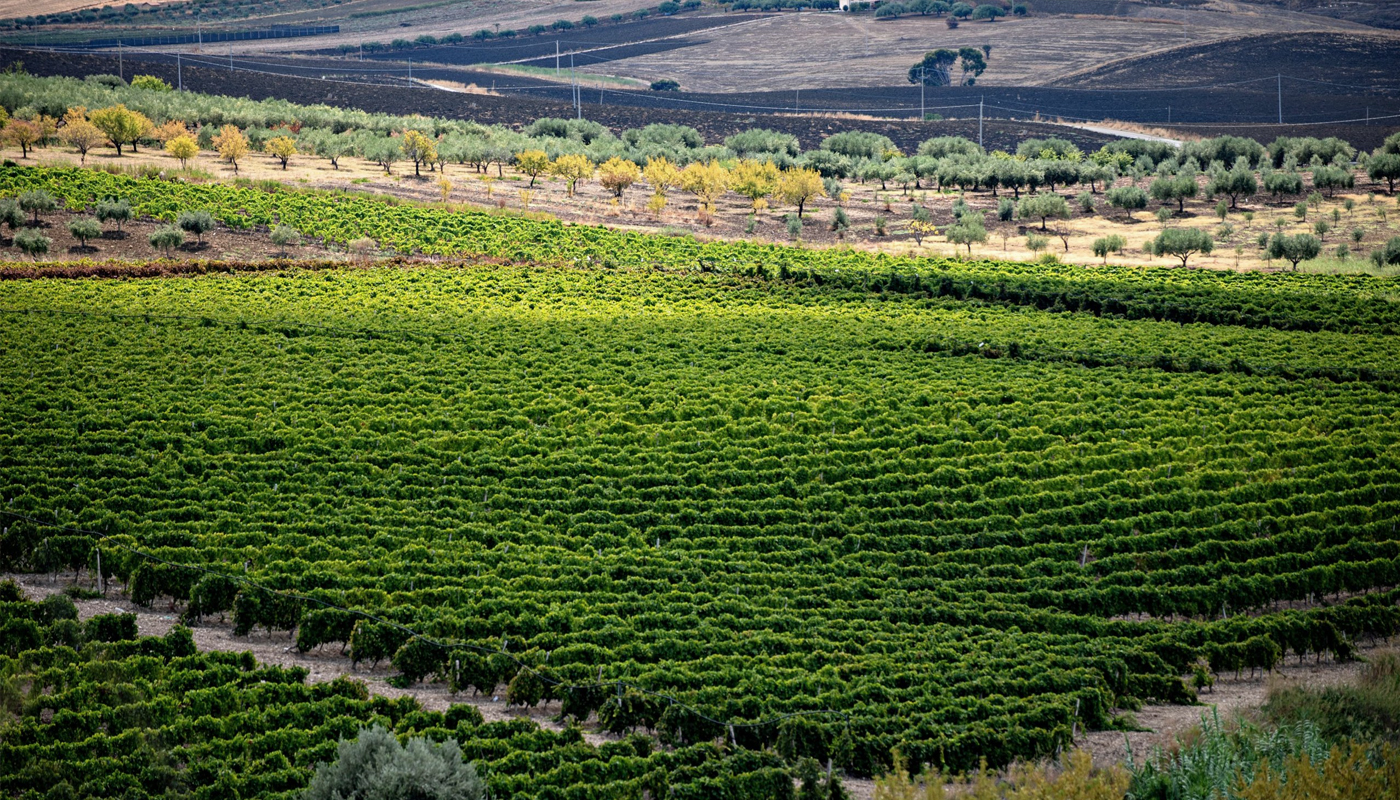 Una varieta d'uva di pregio prodotta nella zona di Agrigento, apprezzata e riconosciuta in varie parti del mondo è l'Uva Italia di Canicattì, ottenuta da un illustre genetista, Alberto Pirovano, incrociando due varietà di viti, Bicane e Moscato d'Amburgo. L'uva ottenuta da questo incrocio è di bell'aspetto, di grossa pezzatura e molto resistente.